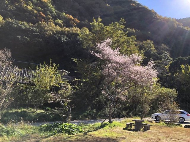 栗栖園地の四季桜