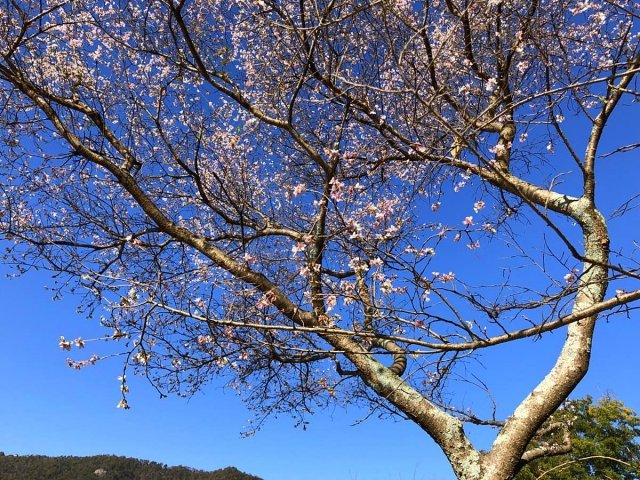 桃太郎神社の四季桜